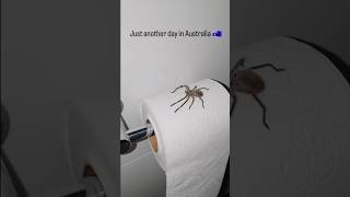 WHAT WOULD YOU DO 🕷️🧻😱😭 comedy funny lol relatable spider spiders [upl. by Shari]