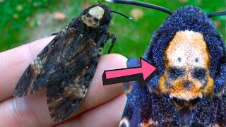 Deathshead hawkmoth  SKULL MARKING   Acherontia atropos Biology amp Fun facts [upl. by Uok]