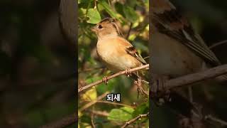 아고이뻐라 되새겨울철새birdsBrambling [upl. by Rosemaria520]