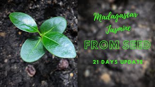 Madagascar Jasmine from Seed 1st update 21 days [upl. by Ilahtan543]