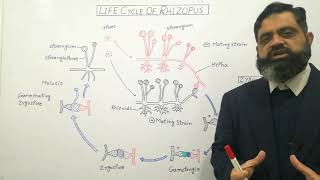 Zygomycetes English medium profmasoodfuzail Life Cycle of Rhizopus  Conjugating Fungi [upl. by Chud]