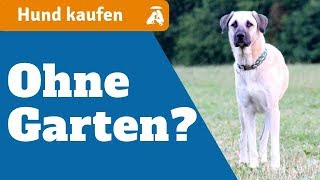 Hunde kaufen  Brauchen große Hunderassen einen Garten [upl. by Shaun]