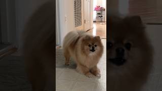 Pomeranian barking playing with toys funny dog barks [upl. by Dene841]