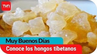 Muy buenos días  Los beneficios de los hongos tibetanos  Buenos días a todos [upl. by Georgeta]