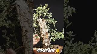 alcornoque feísimo bonsai manolofelix bonsaiaficionado bonsaiponderosaehn [upl. by Natelson330]