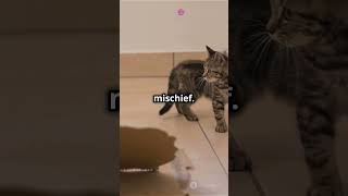 quotYou love catsquot Watch this😳 cat [upl. by Leahsim]