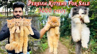 Persian Cats For Sale  Persian cat price in india  persian cat  cats for sale  cats for life [upl. by Ynner980]