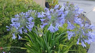 Heliotropism or Sun Tracking in Agapanthus [upl. by Arthur]