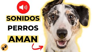 Sonidos Perros AMAN 🐶 Estimulacion para Perros [upl. by Nevil]