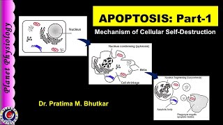 Apoptosis Part 1  Definition and Mechanism [upl. by Denice]