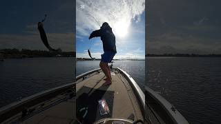 When a birdsnest turns into a fish bassfishing floridabass floridasportfishing fishing [upl. by Nnylyt476]