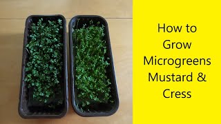 How to Grow Microgreens  Mustard amp Cress  UK Allotment Zone 8 [upl. by Sakmar]