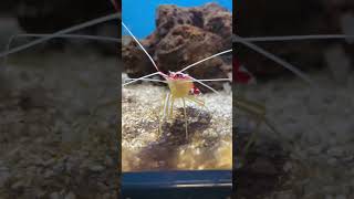 cleaner shrimp [upl. by Justine]