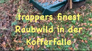 Raubwild in der Kofferfalle [upl. by Kempe]