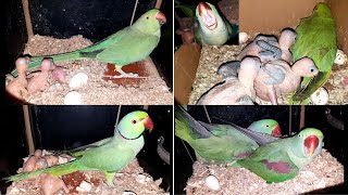 Exploring a Ringneck Breeding Setup Raw Parrots Aviary [upl. by Ledua]