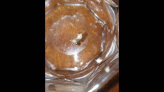 cannabis seed germination water cup method [upl. by Ridley]