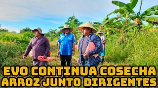 EVO MORALES TRABAJA SIN PARAR CONTINUAN CON LA COSECHA DE ARROZ EN SU CHACO DE VILLA VICTORIA [upl. by Enomal903]