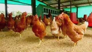 Proyecto Gallinas felices ecológicas y sanas  Bienestar avícola  Fundases [upl. by Akenna]