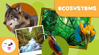 What are ecosystems Types of Ecosystems for Kids [upl. by Hochman361]