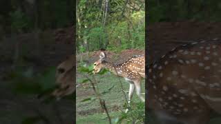 I saw this animal in a forest shorts wildlife [upl. by Atalayah884]