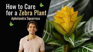 How to Care for a Zebra Plant Aphelandra Squarrosa [upl. by Yrolam445]