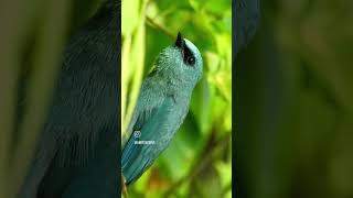 Verditer flycatcher verditerflycatcher sound [upl. by Paxon]