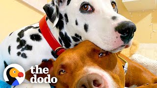 Dog BFFs Get Their Parents To Start Dating  The Dodo [upl. by Ainola]