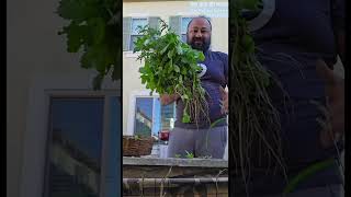 चंदन बटवा बथुवा marathivlog usa greens leafyveg healthy food traditionalrecipe gardening [upl. by Alikat260]