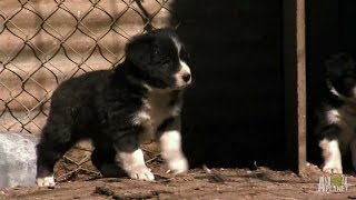 Border Collie Pups Ruffle Some Feathers  Too Cute [upl. by Annabelle]