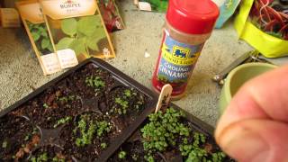 Using Cinnamon as an AntiFungal for Damping Off Disease Protect Seedlings  MFG 2014 [upl. by Campy177]