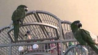 Hahns Macaws Oscar amp Annabelle Talking amp Singing [upl. by Ceporah]