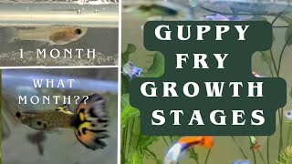 Guppy Fry GrowthLive Birth Guppy Breeding [upl. by Aliekahs358]