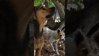 Street dogs feeding in Fakarava Straßenhunde Fütterung in Fakarava [upl. by Fraase970]