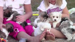 Zuchon Shichon Bichon Shih Tzu Hybrid Shichons [upl. by Aneroc484]