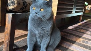 Coconut Blue British Shorthair Loves Brushing [upl. by Ylrebmi]