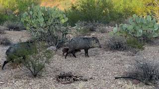 baby javelina [upl. by Leinehtan434]