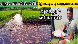 நெல் வயலில் மீன் வளர்த்து அசத்தும் விவசாயி இரு மடங்கு லாபம்  Fish cultivation in Rice paddy [upl. by Thanasi]