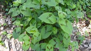 Capital Naturalist Painters Palette Persicaria filiformis [upl. by Ahtenek]