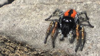 Mignonne petite araignée rouge Philaeus chrysops mâle [upl. by Macdonell]