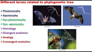 7 Plesiomorphy apomorphy homology and analogy [upl. by Nennek]