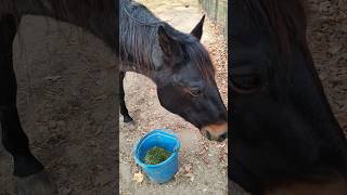 Why did Roxie end up in rescuehorsewelfare animalrescue equestrian horserescue horsehelp [upl. by Yla876]