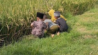 Binatang apa saja yg ada di sawah yukk kita lihat [upl. by Atworth773]