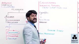 Cyclostomata  Cyclostomi  kingdom animalia  FSc class 11 [upl. by Assille]