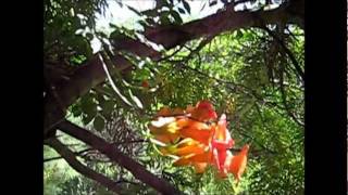 Campsis grandiflora Vine in Bloom [upl. by Anawak]