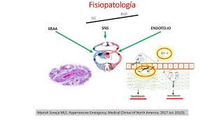 Fisiolopatología de la Hipertensión Arterial [upl. by Oneil]