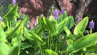 Pickerel Rush a Edible and Beautiful Plant for Your Water Garden [upl. by Lounge411]