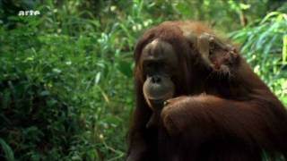 Orang Utans auf Borneo HD Video [upl. by Leirud]