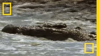 Croc vs Wildebeest amp Gazelle  National Geographic [upl. by Adnwahsal]