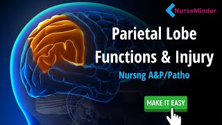 Parietal Lobe Study Tips for Nursing Students [upl. by Daub]