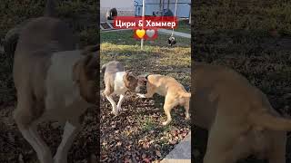 BLACKWOOD HALL GOTEM amp SHARLIZ IZ VOISKA TAMERLANA 🐶 shorts amstaff pitbull амстафф puppy [upl. by Anwahsak]